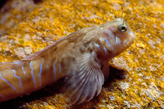 Aidablennius sphynx
