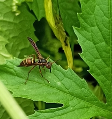 Polistes quadricingulatus
