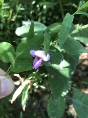 Desmodium canescens
