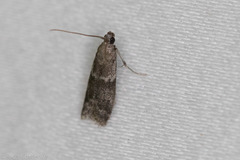 Eurythmia angulella