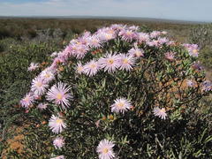 Lampranthus stipulaceus