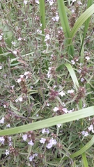 Satureja hortensis