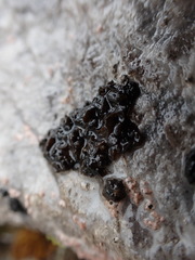 Lathagrium fuscovirens