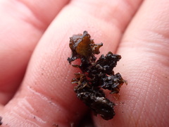 Lathagrium fuscovirens