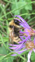 Bombus insularis