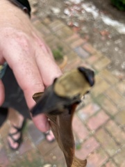 Cuterebra abdominalis