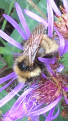 Bombus insularis