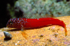 Microlipophrys nigriceps