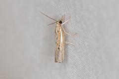 Fissicrambus profanellus