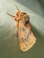 Phragmatobia assimilans