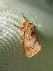 Phragmatobia assimilans