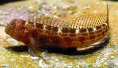 Microlipophrys canevae