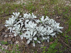 Packera candidissima