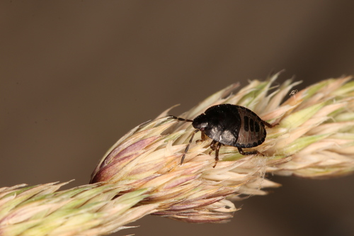 Forget-me-not Shieldbug, photo 8 of 9