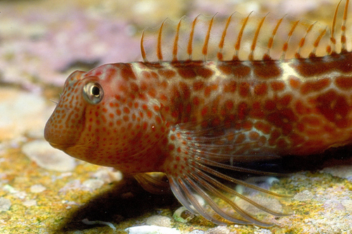 Caneva's Blenny, photo 2 of 10