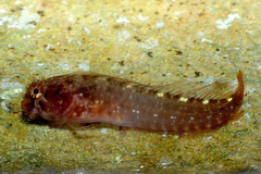 Zvonimir's Blenny photo 1