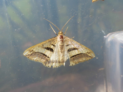 Chiasmia subcurvaria