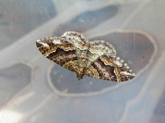 Mimoclystia explanata