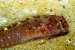 Zvonimir's Blenny photo 2