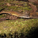 Eigenmann's Eyed Lizard - Photo (c) Marco Aurelio de Sena, some rights reserved (CC BY-NC), uploaded by Marco Aurelio de Sena