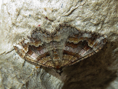 Mimoclystia explanata