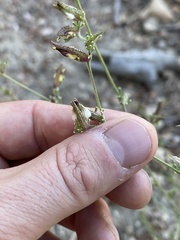 Cordylanthus nevinii