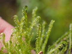 Drepanocladus