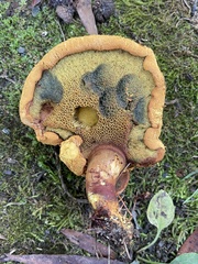 Buchwaldoboletus lignicola