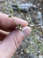 Cordylanthus nevinii