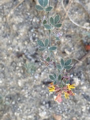 Acmispon decumbens decumbens