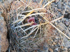 Echinofossulocactus ochoterenaus