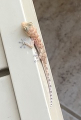 Ptyodactylus hasselquistii