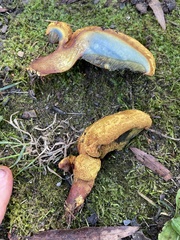Buchwaldoboletus lignicola