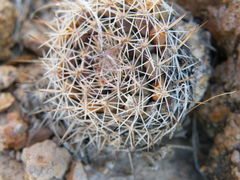 Mammillaria wagneriana