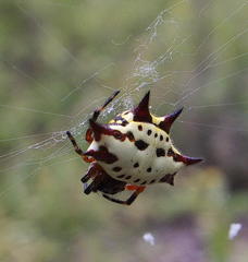 Gasteracantha sanguinolenta