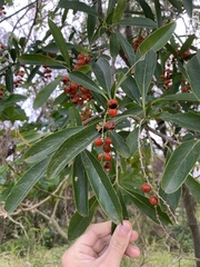Citharexylum montevidense