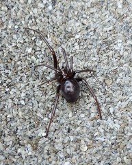 Steatoda grossa