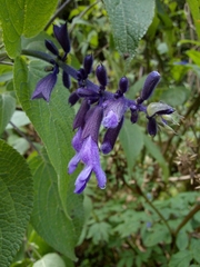 Salvia concolor