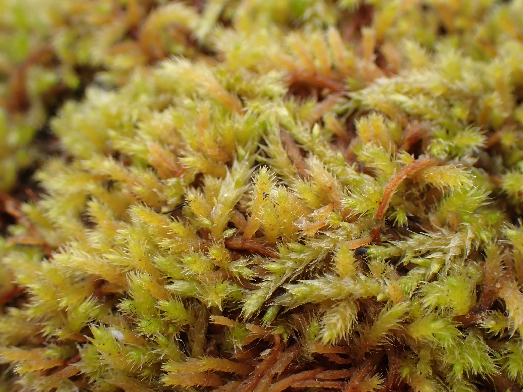 Pseudoleskea radicosa