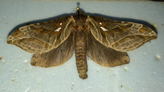 Sthenopis argenteomaculatus