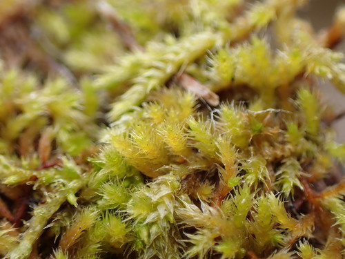 Image of Lescuraea radicosa by no rights reserved