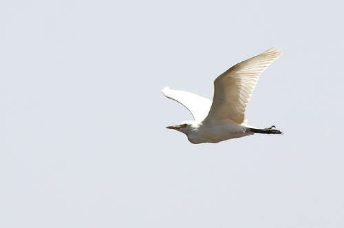 Western Cattle-Egret