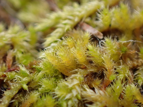 Image of Lescuraea radicosa by no rights reserved