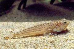 Echiichthys vipera