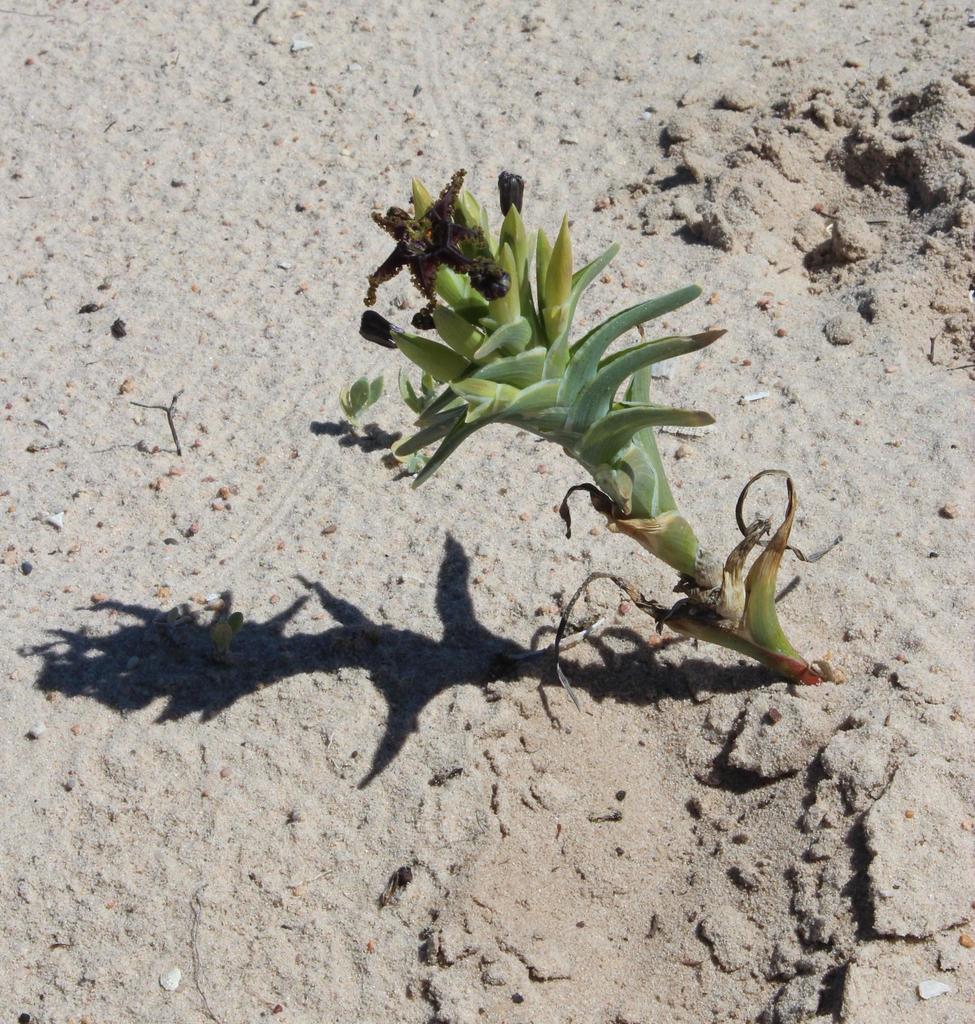 Ferraria foliosa, Caracal Eco4X4 Route tracks around Skuinsbaai Noord campsite: Namaqua National Park