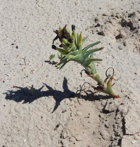 Ferraria foliosa