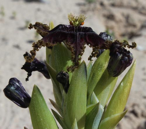 Ferraria foliosa