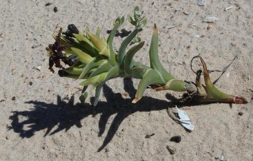 Ferraria foliosa