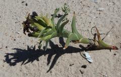 Ferraria foliosa