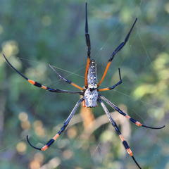 Trichonephila senegalensis